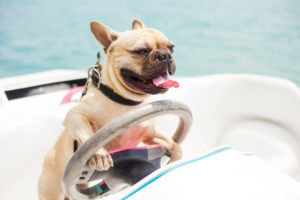 A small dog holding a boat’s steering wheel